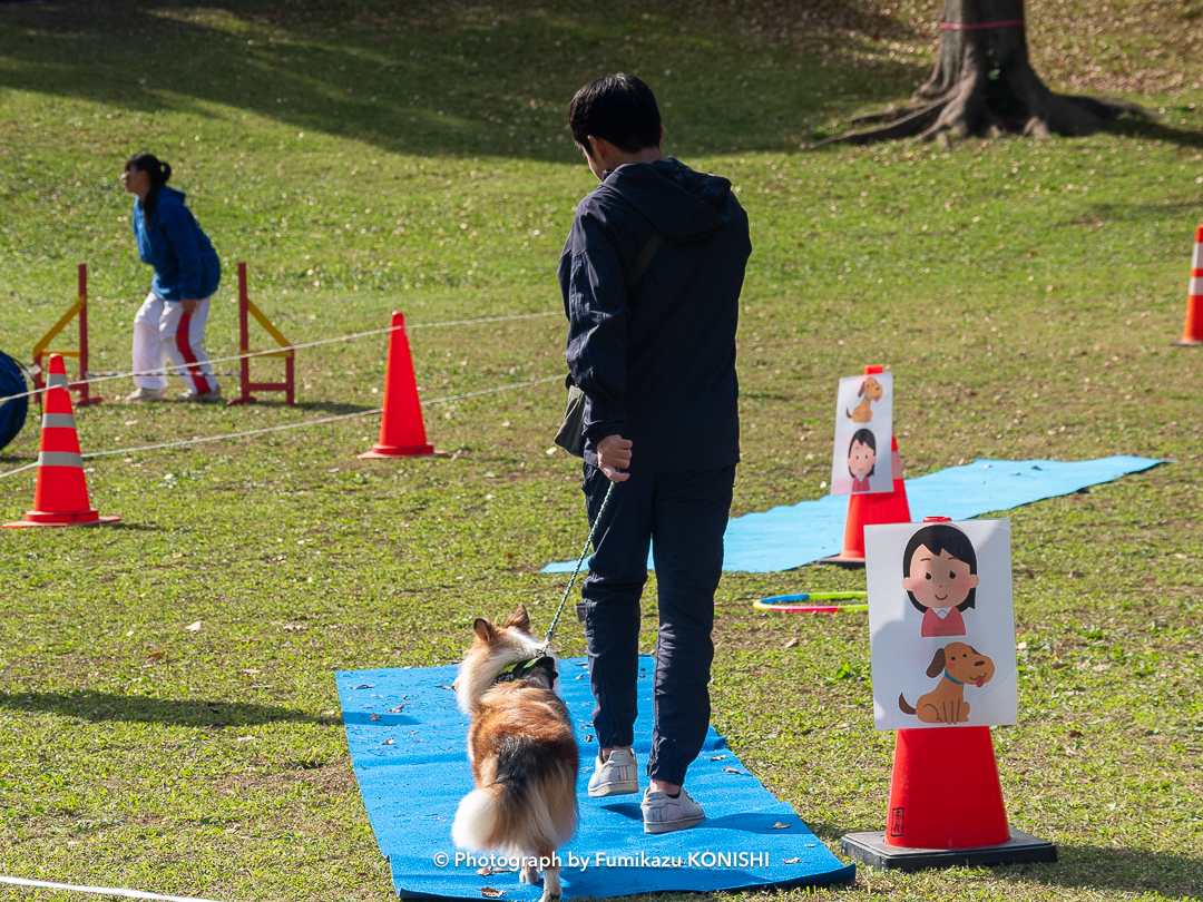 SippoFesta(しっぽフェスタ)